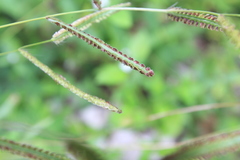 Paspalum millegranum