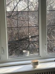 Sciurus carolinensis