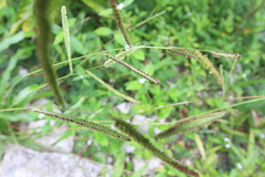 Paspalum millegranum