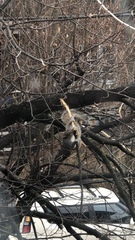 Sciurus carolinensis