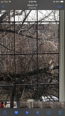 Sciurus carolinensis