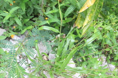 Paspalum millegranum