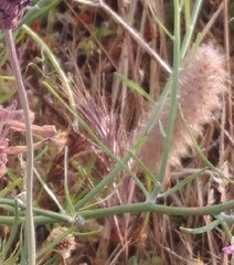 Trifolium angustifolium