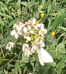 Pieris rapae