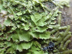 Lobaria asperula
