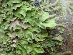 Lobaria asperula