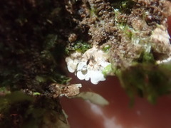 Lobaria asperula