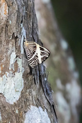 Colobura dirce wolcotti