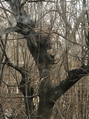 Sciurus carolinensis