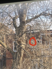 Sciurus carolinensis