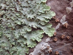 Lobaria asperula