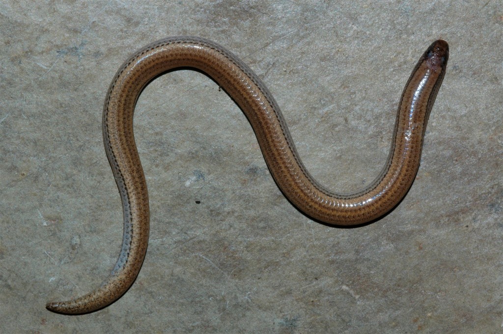 Rohan's Blind Dart Skink