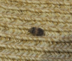 Attagenus fasciatus