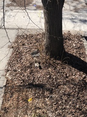 Sciurus carolinensis