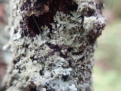 Austroparmelina conlabrosa