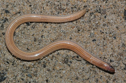 Roux's Blind Dart Skink, Typhlacontias gracilis