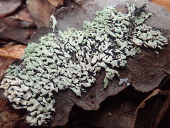 Menegazzia neozelandica