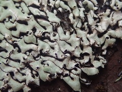 Menegazzia neozelandica