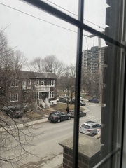 Sciurus carolinensis