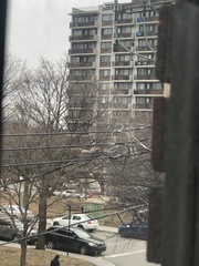 Sciurus carolinensis