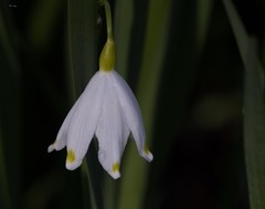 Leucojum aestivum