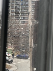 Sciurus carolinensis