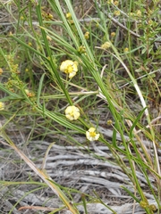 Acacia stenoptera