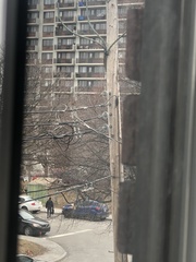 Sciurus carolinensis