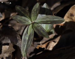 Trillium sessile