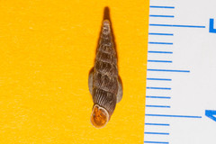 Macrogastra plicatula