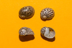 Theodoxus danubialis