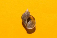 Ampullaceana balthica