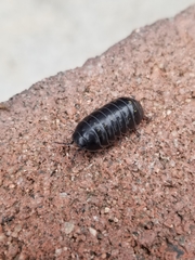 Armadillidium vulgare