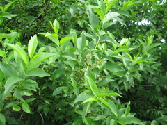 Rhamnus lanceolata