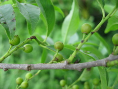 Rhamnus lanceolata