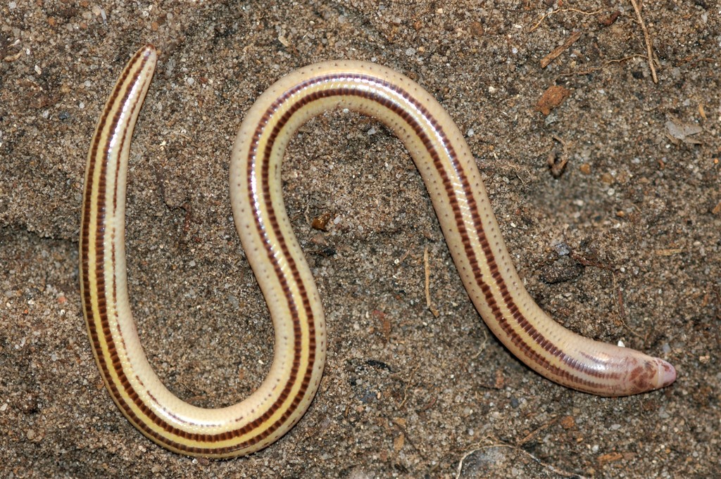 Japp's Burrowing Skink