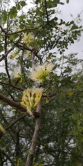 Albizia anthelmintica