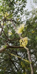 Albizia anthelmintica