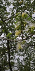 Albizia anthelmintica