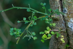 Carmichaelia odorata