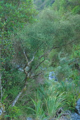 Carmichaelia odorata