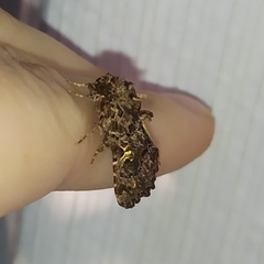 Argyrosticta decumana