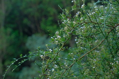 Carmichaelia odorata