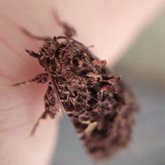 Argyrosticta decumana