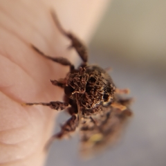 Argyrosticta decumana