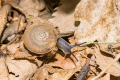 Aegopis gemonensis