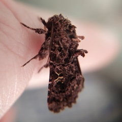 Argyrosticta decumana