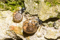 Campylaea illyrica
