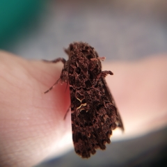 Argyrosticta decumana