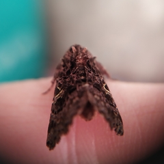 Argyrosticta decumana